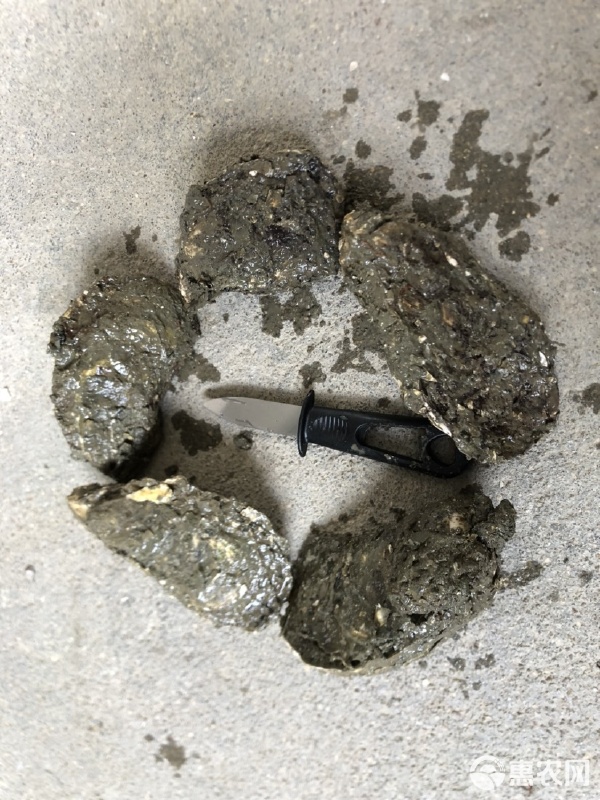 珍珠蚝 广东汫洲生蚝、牡蛎大量供应鲜活优质生蚝、质量保证、一口烧烤蚝